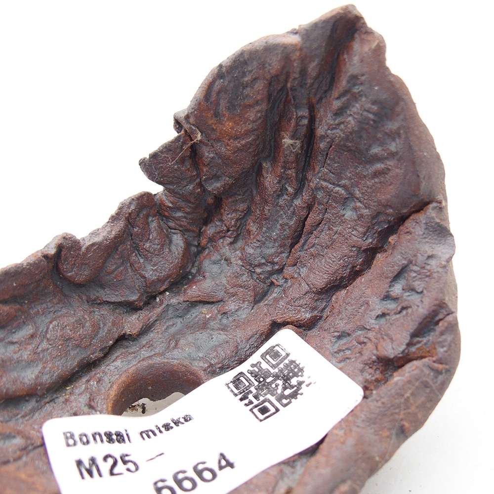 Kerámia kagyló 7,5 x 5,5 x 6 cm , barna színű