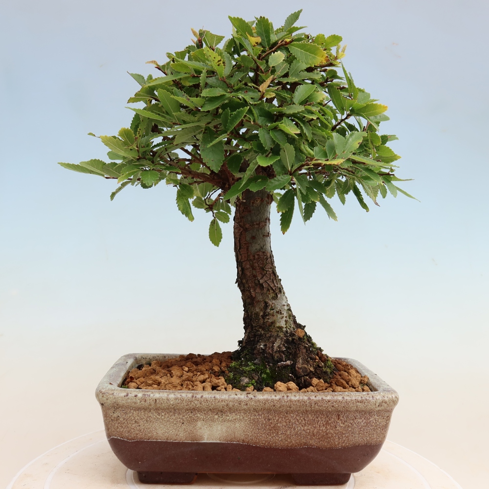 Kültéri bonsai - Zelkova - Zelkova NIRE