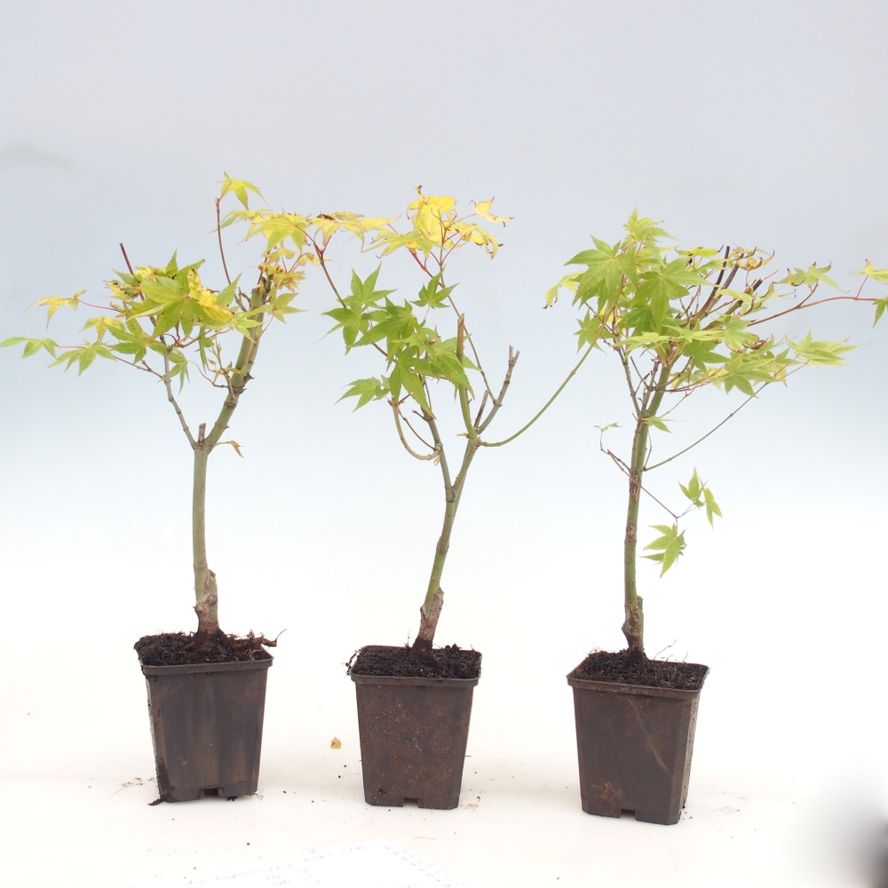 Kültéri bonsai -Javor arany pálma - Acer palmatum Aureum konténerben