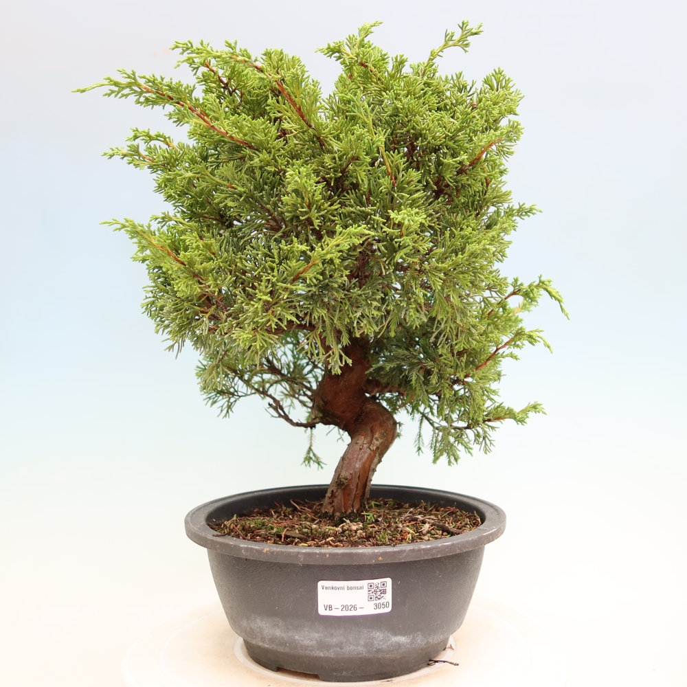 Kültéri bonsai - Juniperus chinensis Itoigawa-Juniperus chinensis