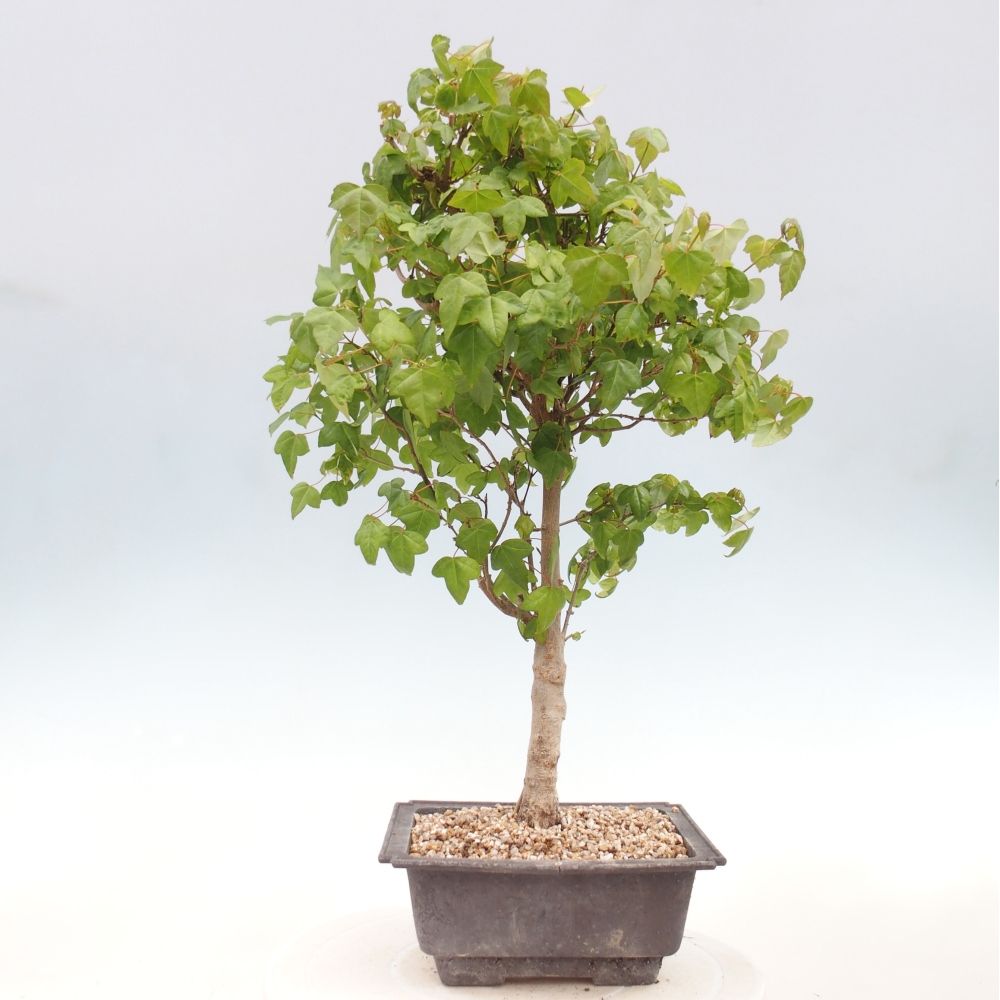 Kültéri bonsai - Acer Buergerianum - Burger juhar