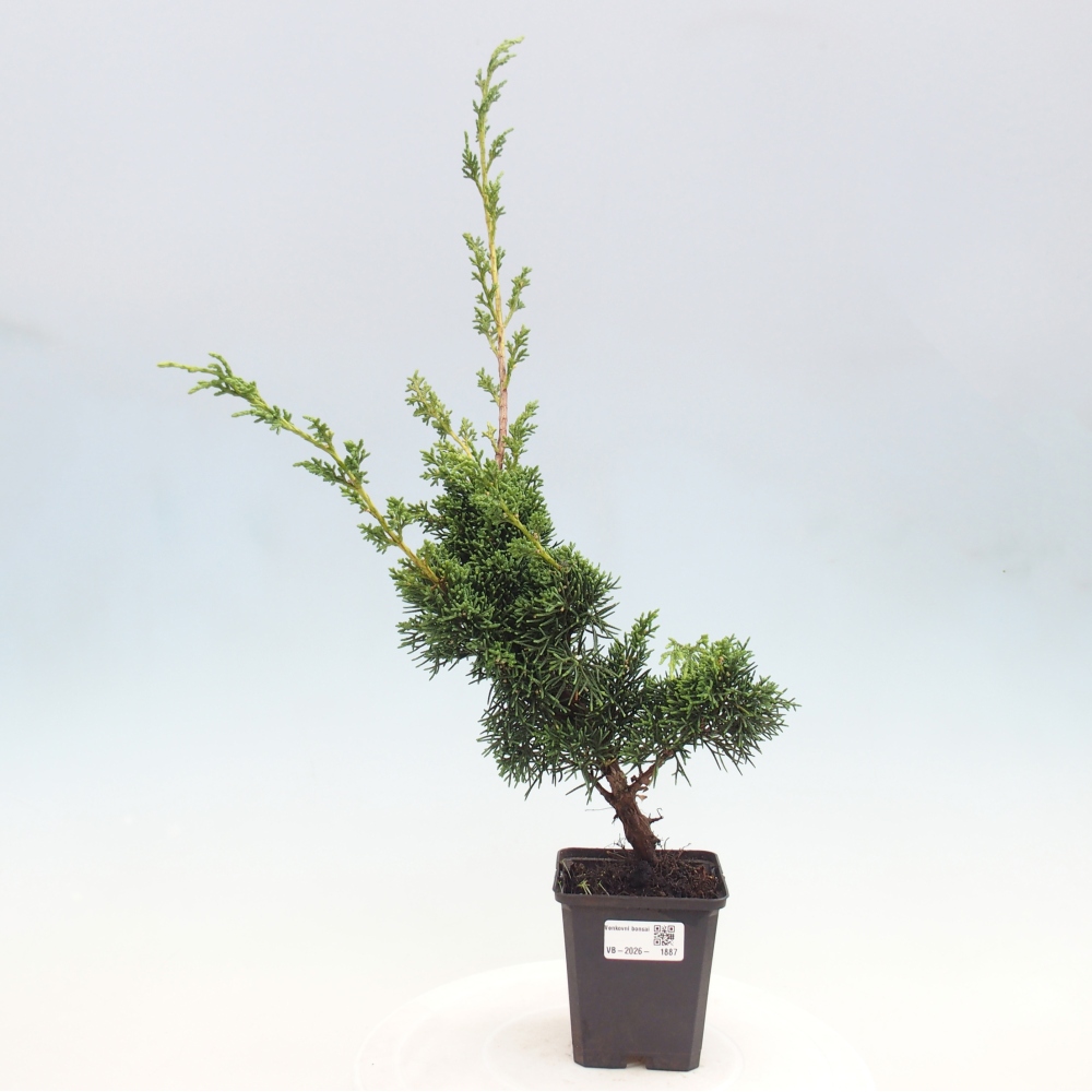 Kültéri bonsai - Juniperus chinensis Kishu