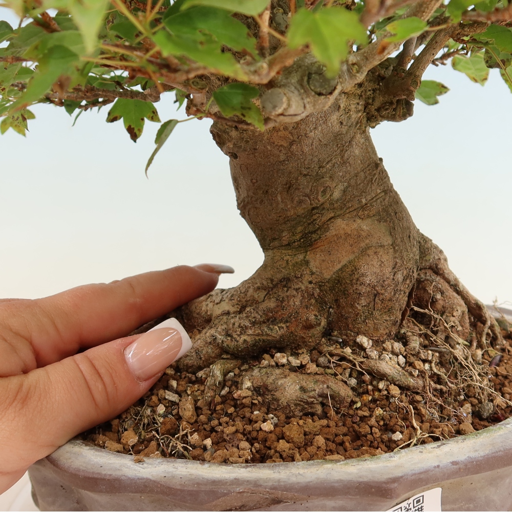 Kültéri bonsai - Juhar Burger - Acer Burgerianum