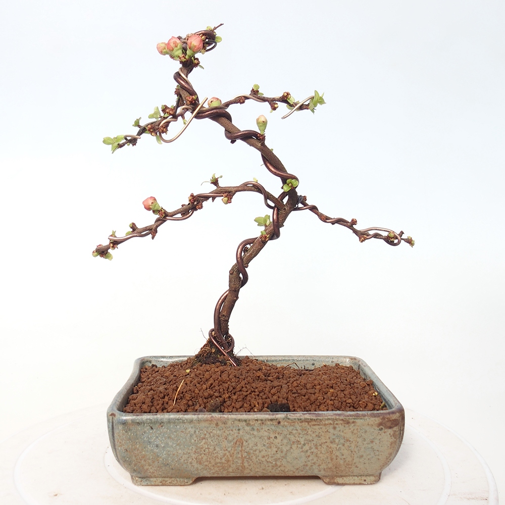 Kültéri bonsai - Chaneomeles s. Red Joy - birs