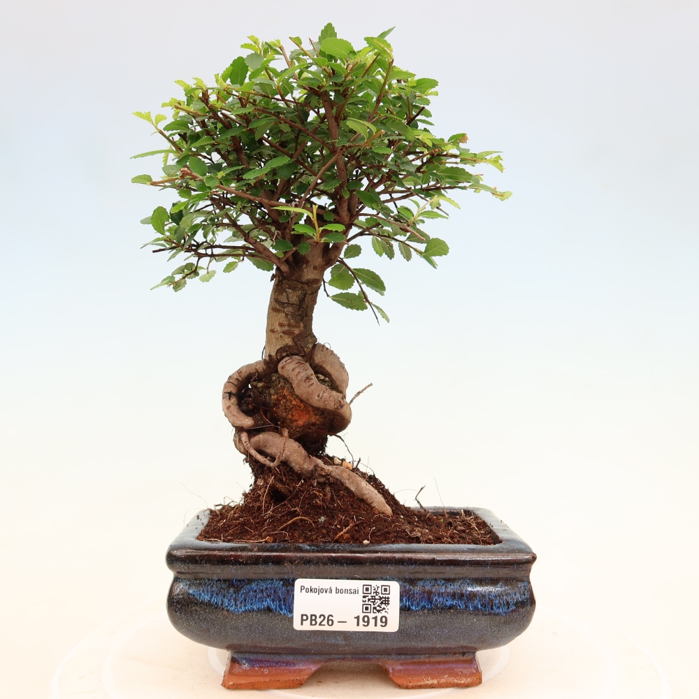 Szobai bonsai - Ulmus parvifolia - Kislevelű szilfa
