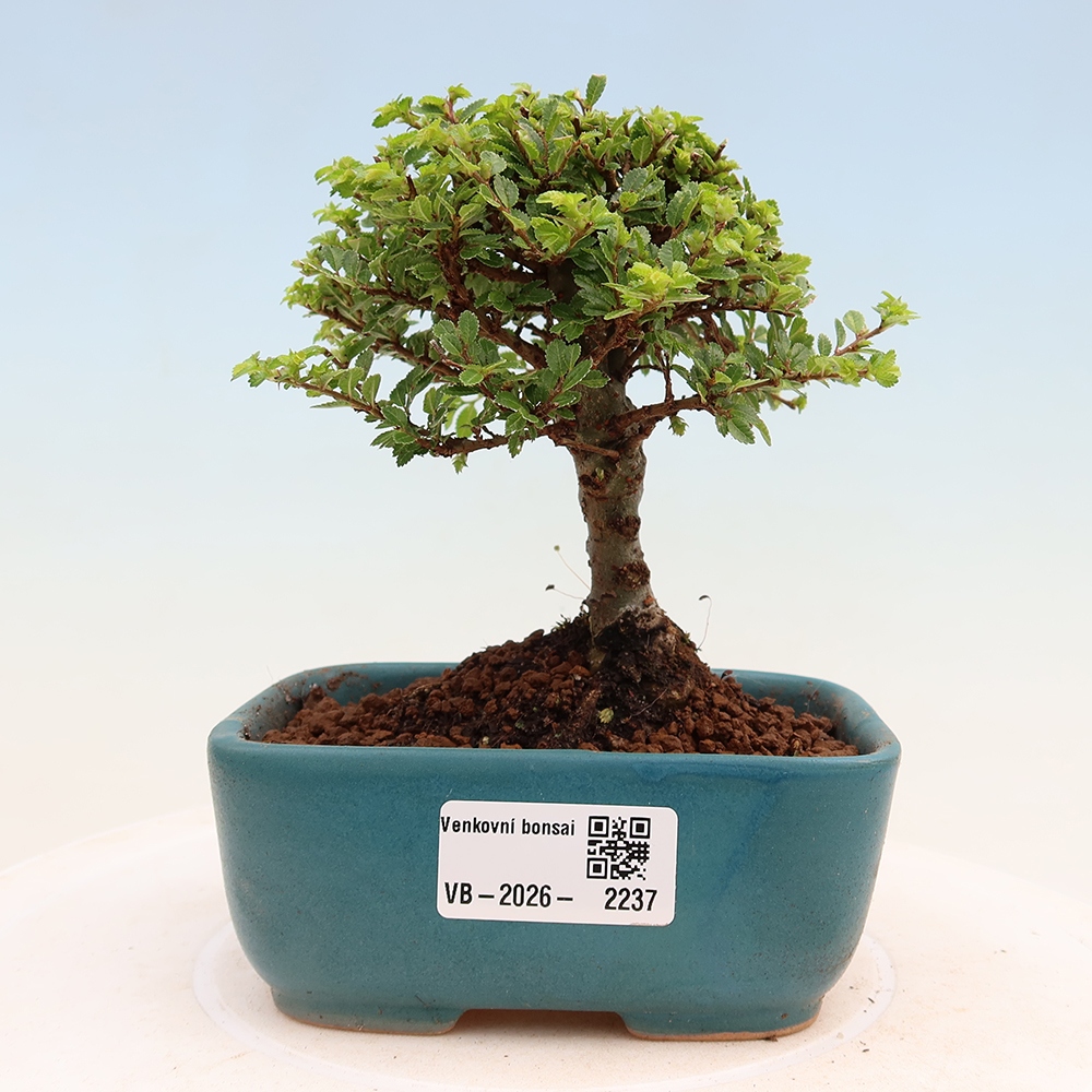 Kültéri bonsai - Ulmus parvifolia Sagei - Kislevelű szilfa