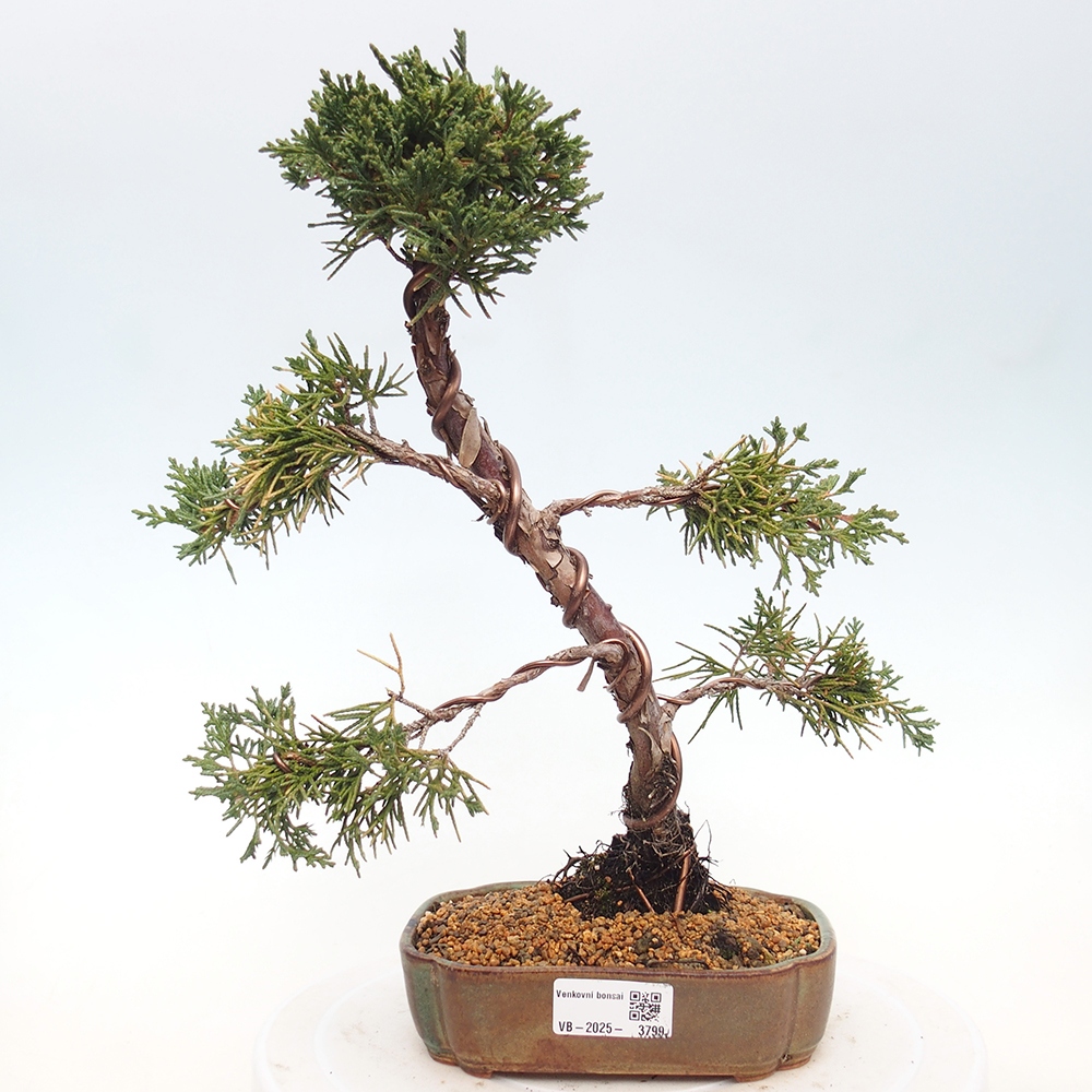 Kültéri bonsai - Juniperus chinensis Kishu