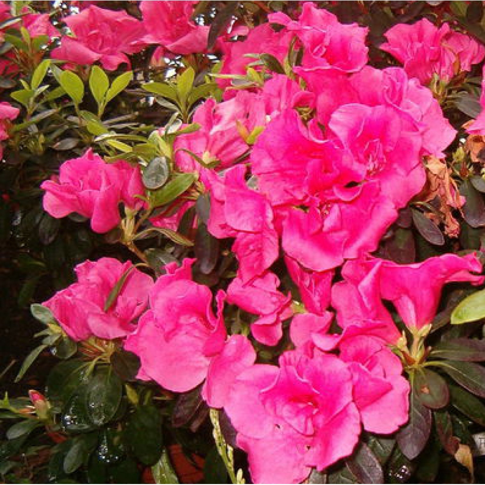 Szobai bonsai - Rhododendron simsii - Pennywort