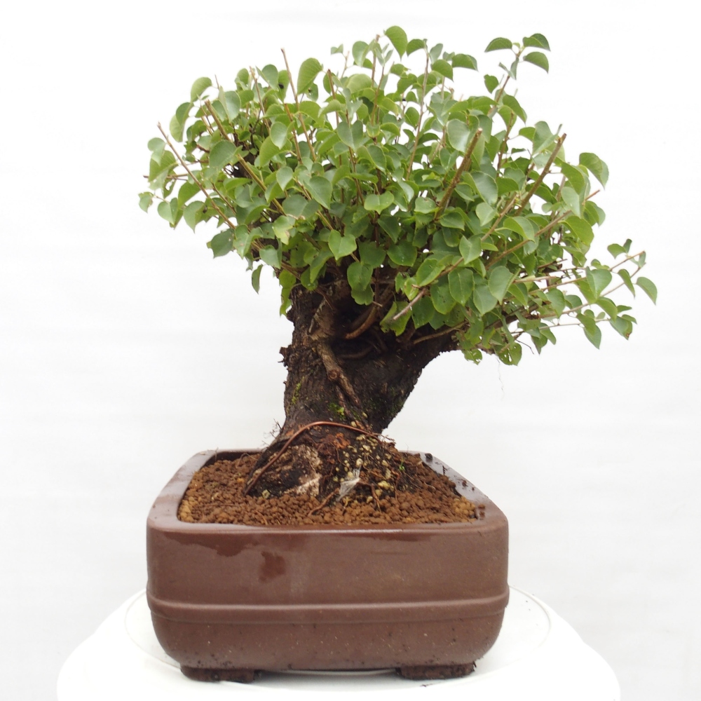 Kültéri bonsai - Mahalebka - Prunus mahaleb - Prunus mahaleb
