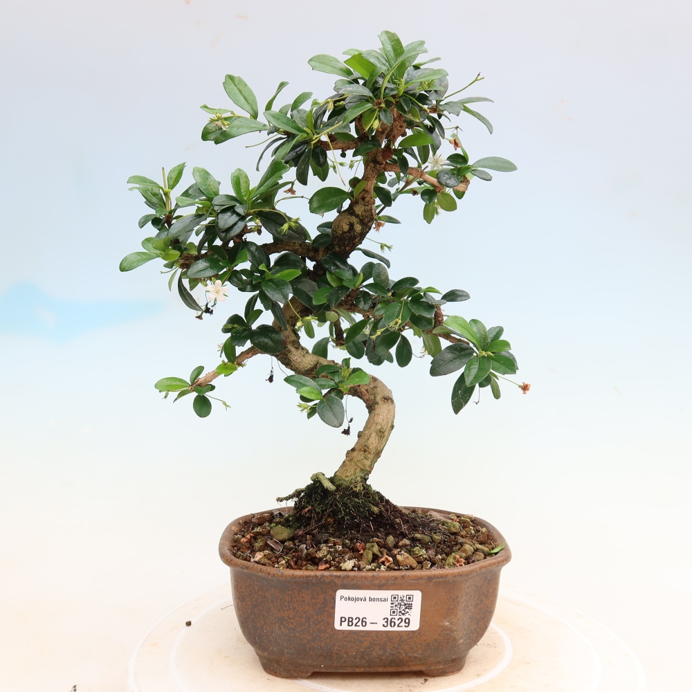 Szobai bonsai - Carmona macrophylla - Tea fuki