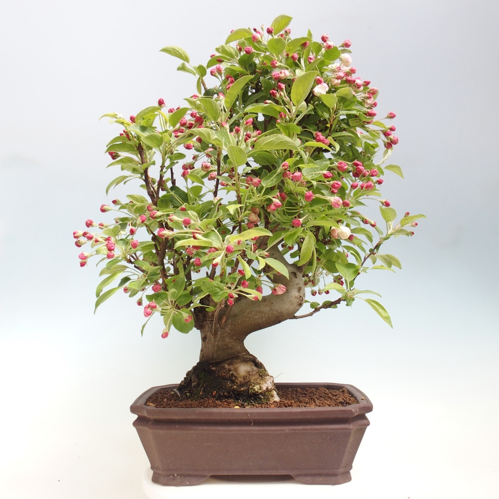 Kültéri bonsai -Malus halliana - Kis gyümölcsű almafa