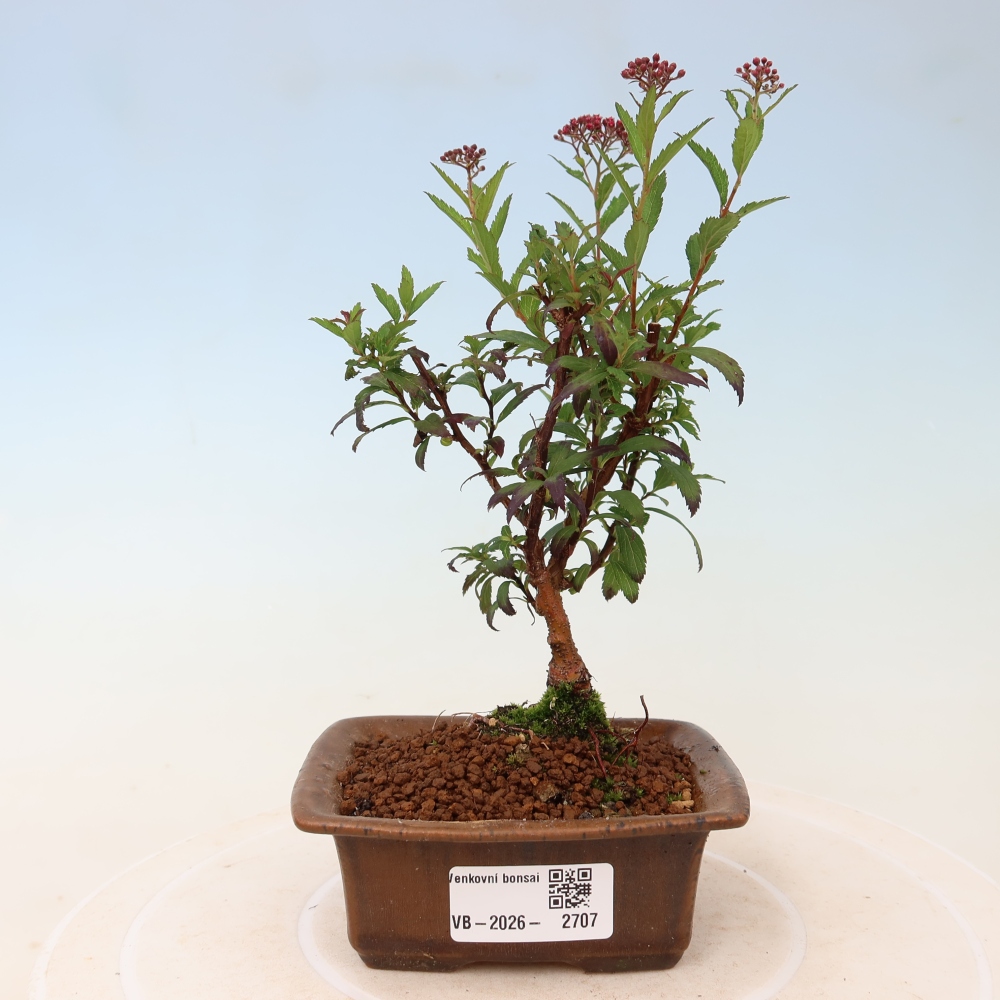 Kültéri bonsai – japán spirea – Spirea japonica Anthony Waterer