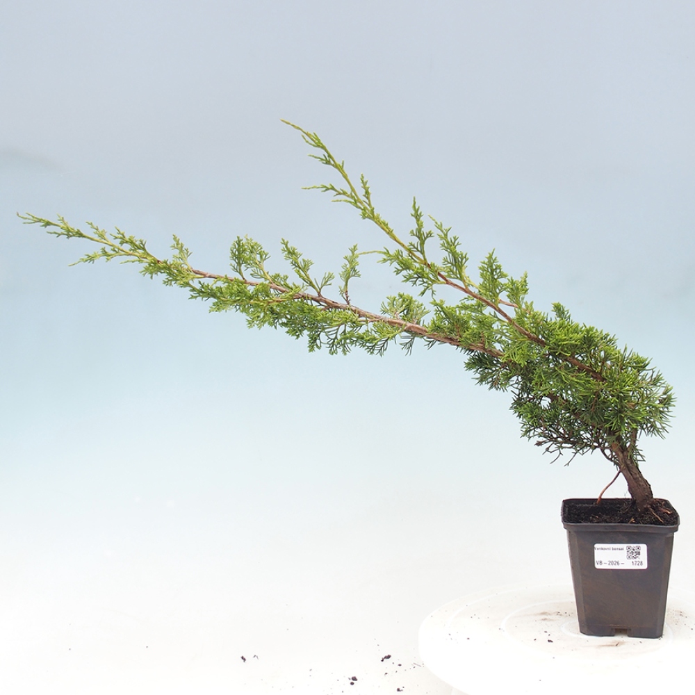 Kültéri bonsai - Juniperus chinensis Itoigawa