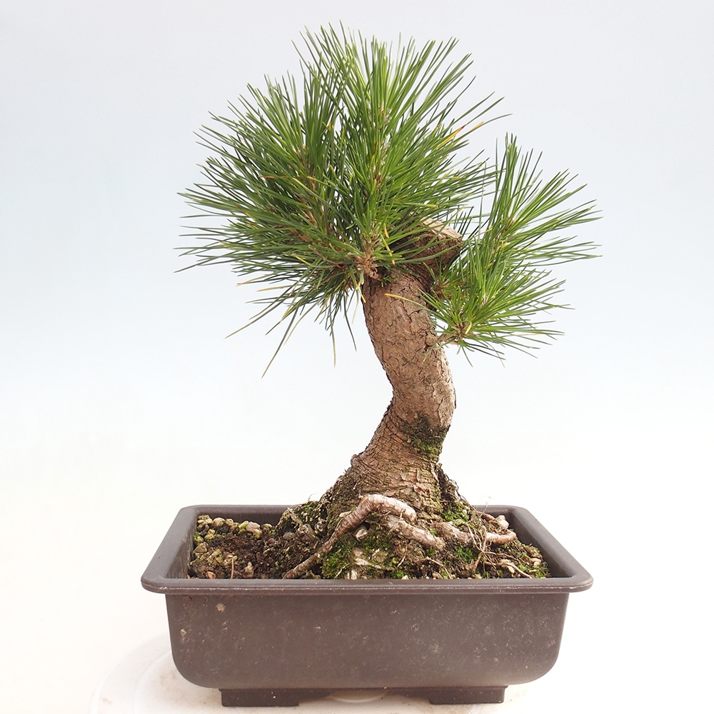 Kültéri bonsai - Pinus thunbergii - Thunberg fenyő