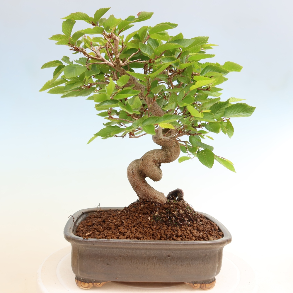 Kültéri bonsai -Carpinus Coreana - Koreai gyertyánfa