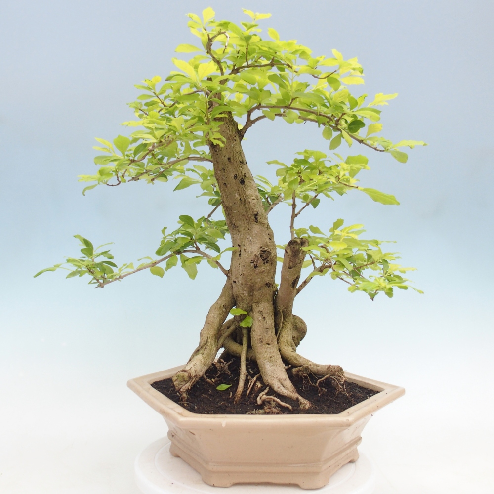 Szobai bonsai - Duranta erecta Aurea - CSAK SZEMÉLYES Begyűjtés vagy raklapos szállítás