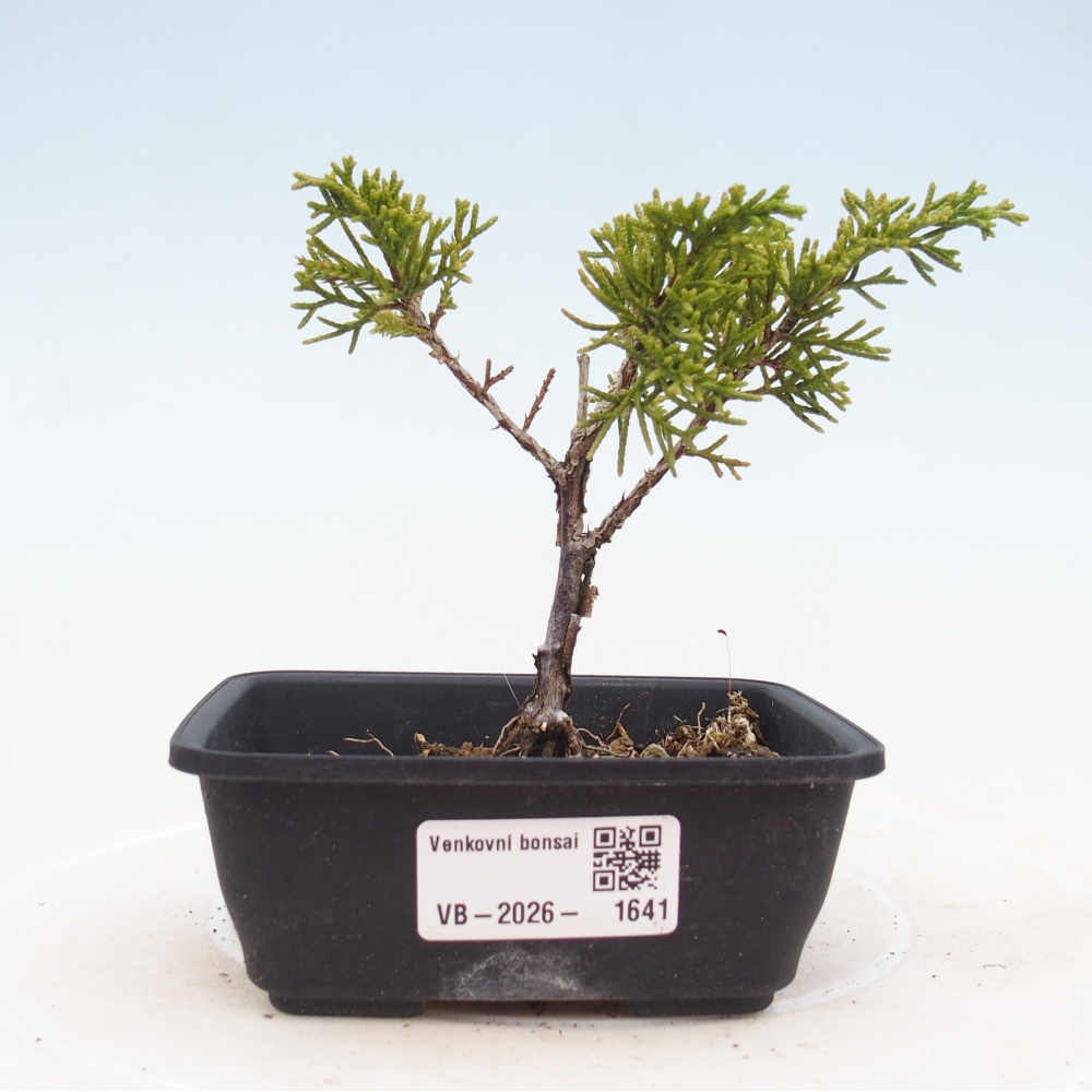 Kültéri bonsai - Juniperus chinensis Itoigawa
