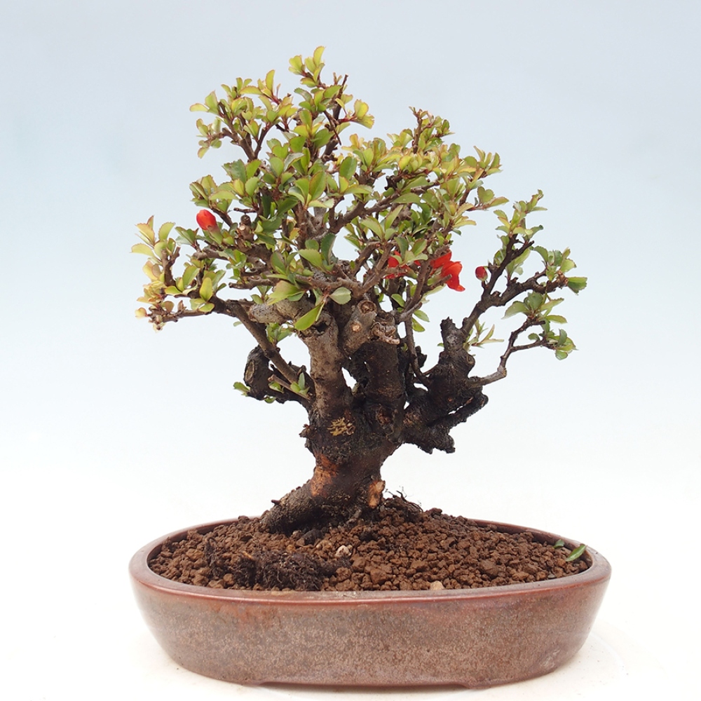 Kültéri bonsai - Chaneomeles speciosa - birs