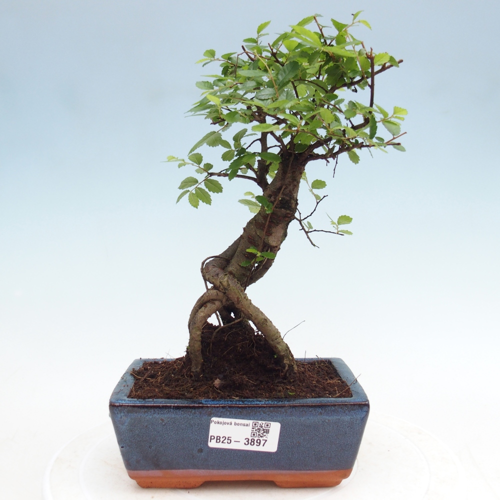 Szobai bonsai - Ulmus parvifolia - Kislevelű szilfa