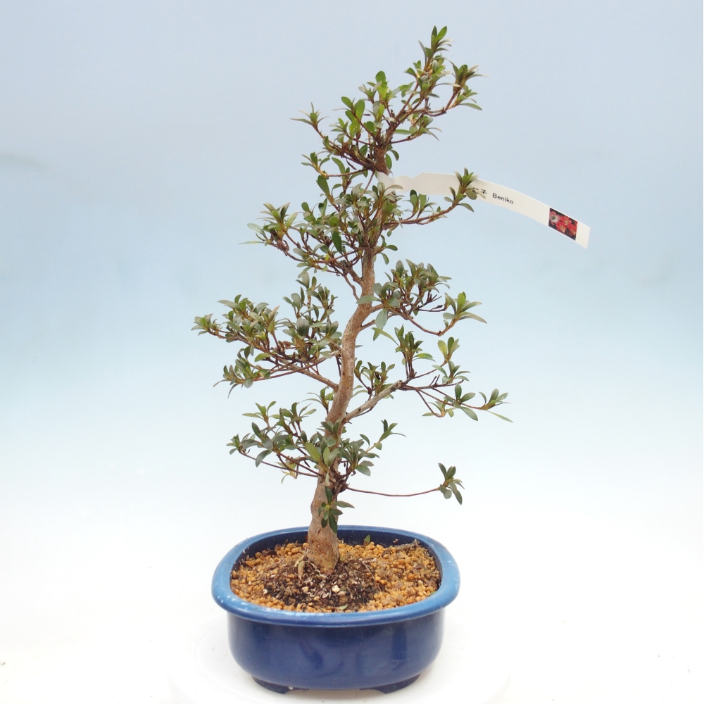 Kültéri bonsai - Japán azálea - Azalea Beniko