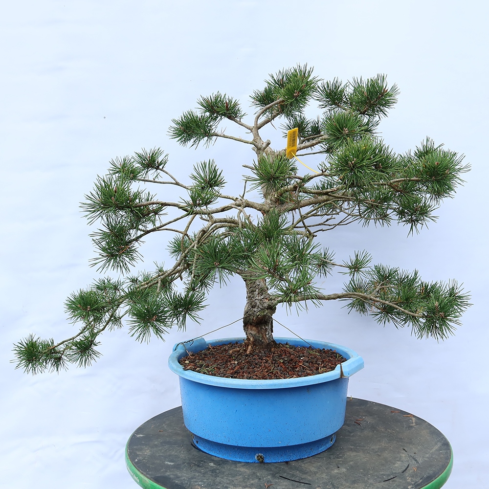 Pinus sylvestris Spanyolország – erdei fenyő