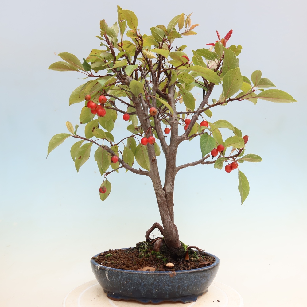 Kültéri bonsai -Malus domestica - Kis gyümölcsű piros levelű almafa