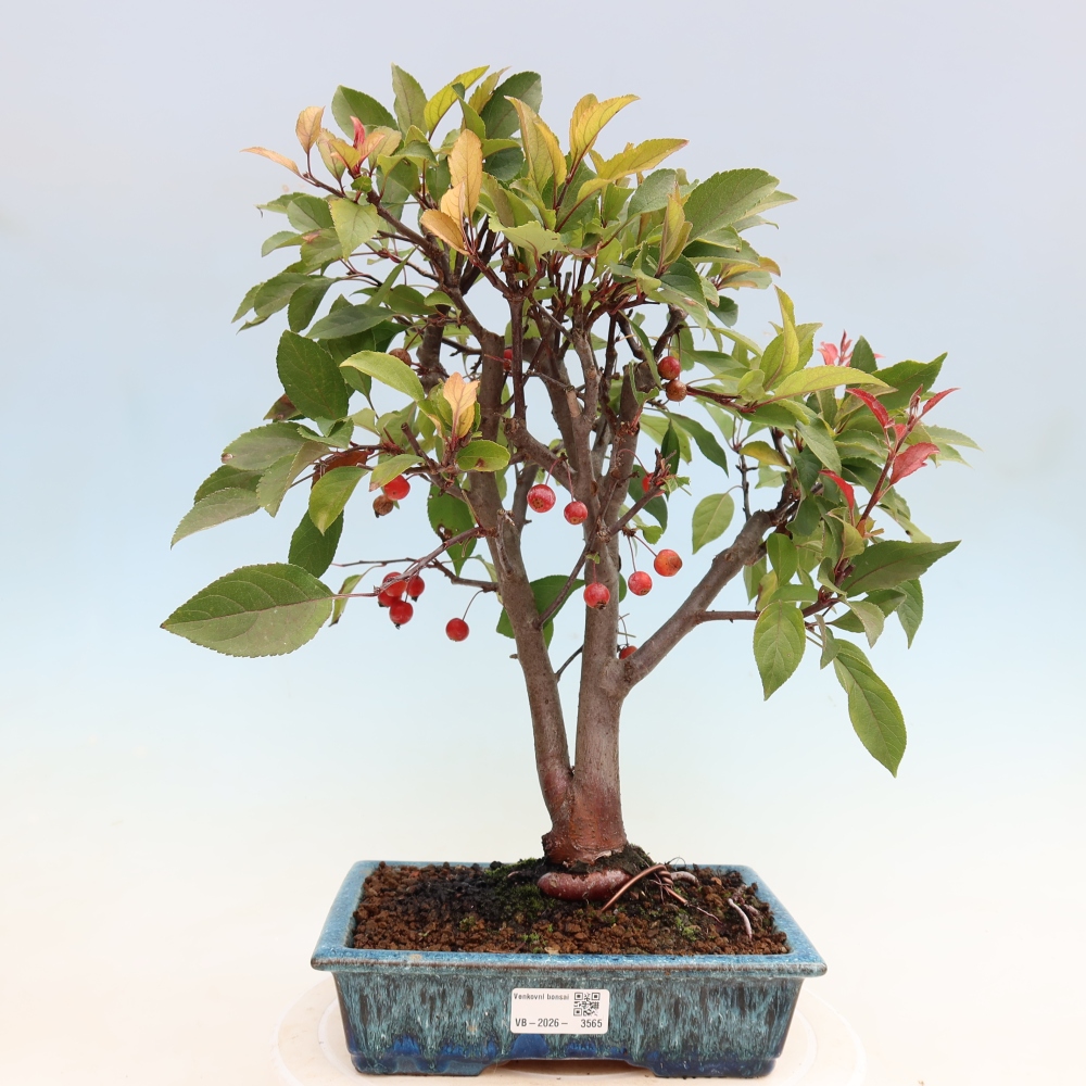 Kültéri bonsai -Malus domestica - Kis gyümölcsű piros levelű almafa