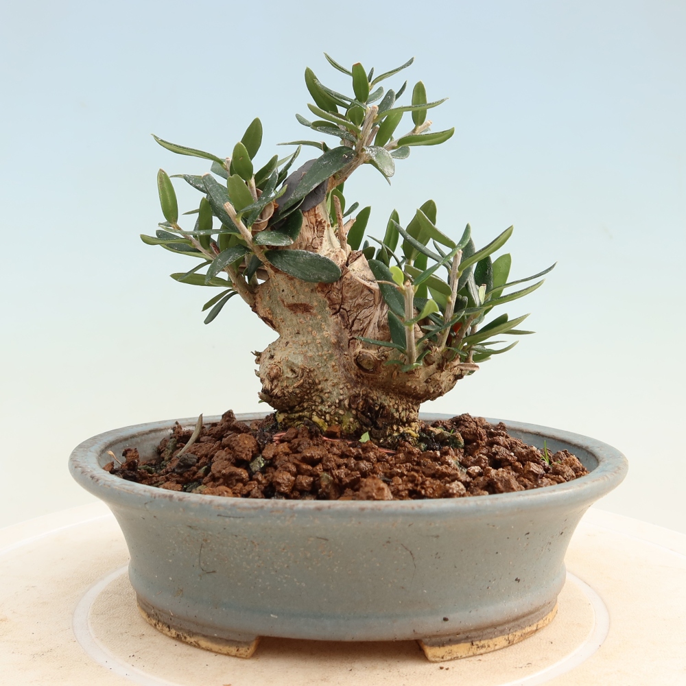 Beltéri bonsai - Olea europaea sylvestris