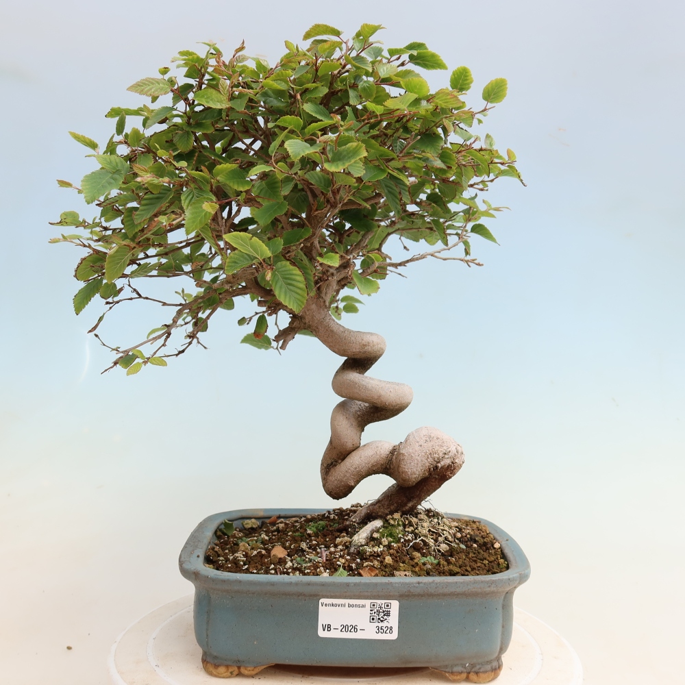 Kültéri bonsai -Carpinus CARPINOIDES - Koreai gyertyánfa