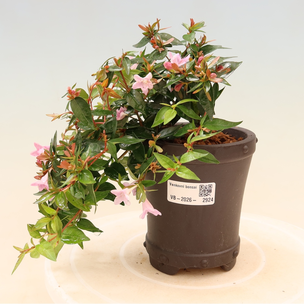 Kültéri bonsai – Abelia Edward Goucher – Nagyvirágú abélia