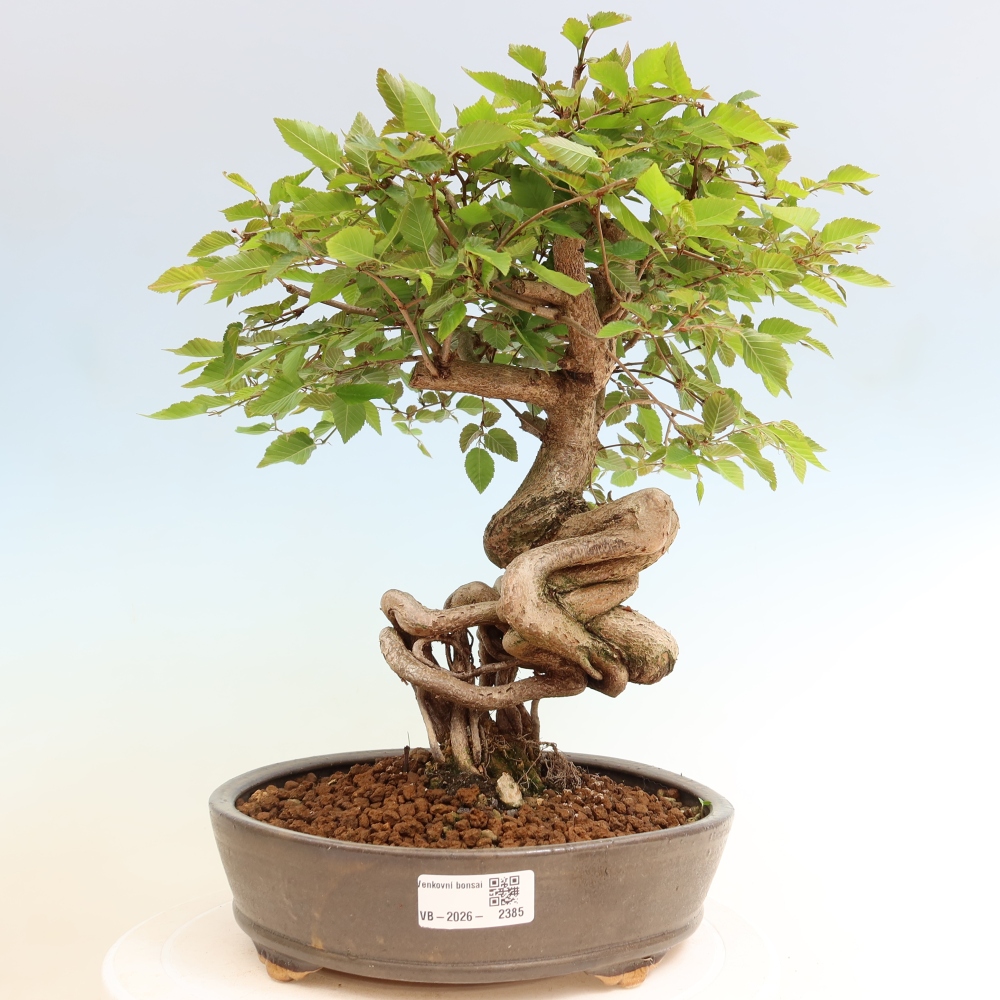 Kültéri bonsai -Carpinus Coreana - Koreai gyertyánfa