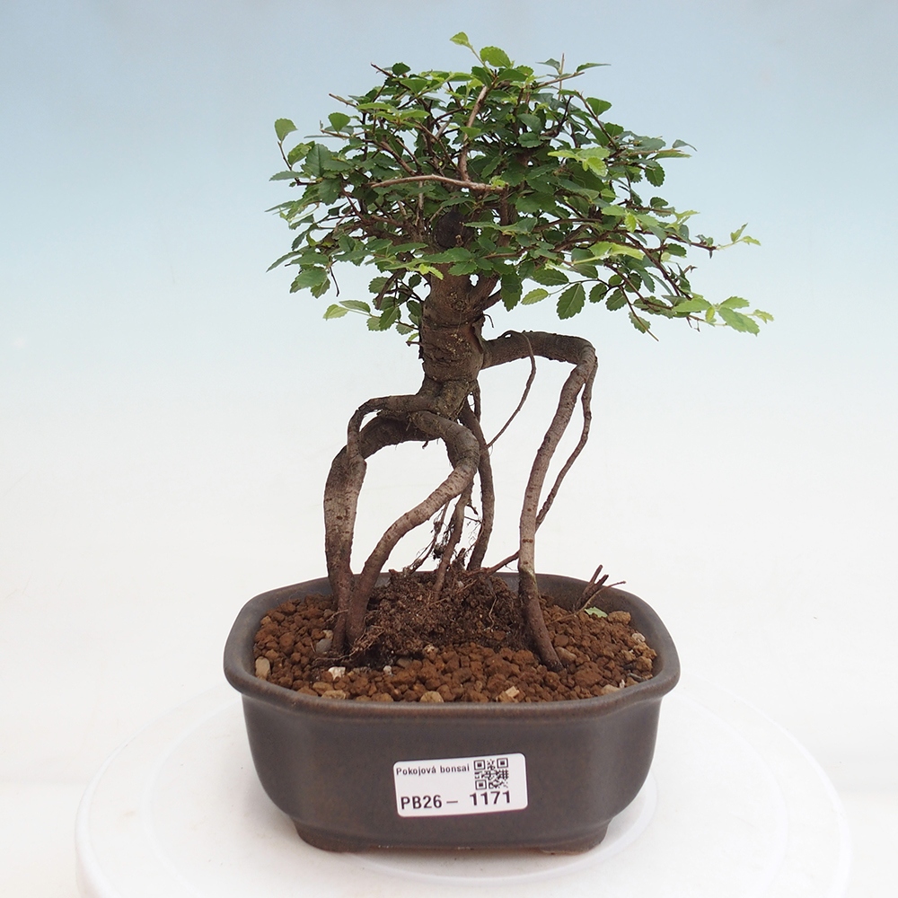 Szobai bonsai - Ulmus parvifolia - Kislevelű szilfa