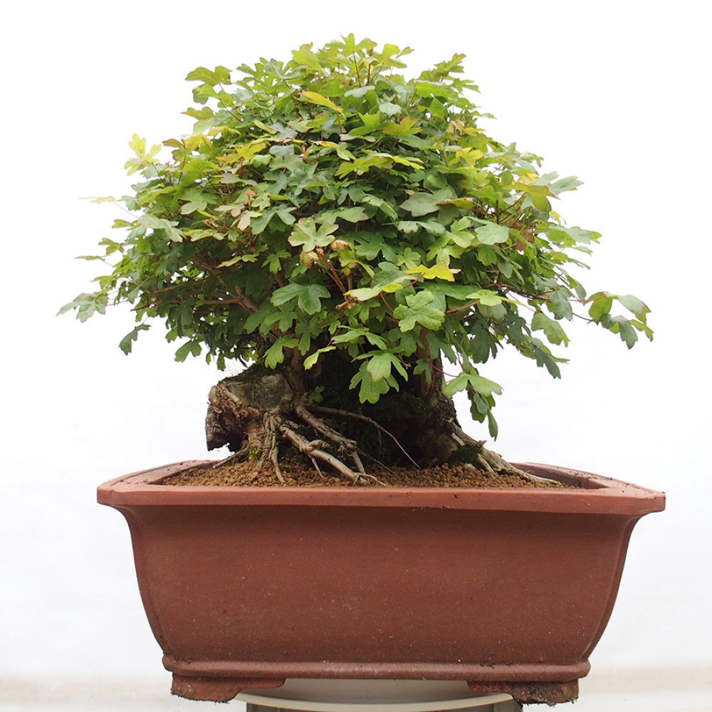 Kültéri bonsai - Francia juhar - Acer Nonspessulanum