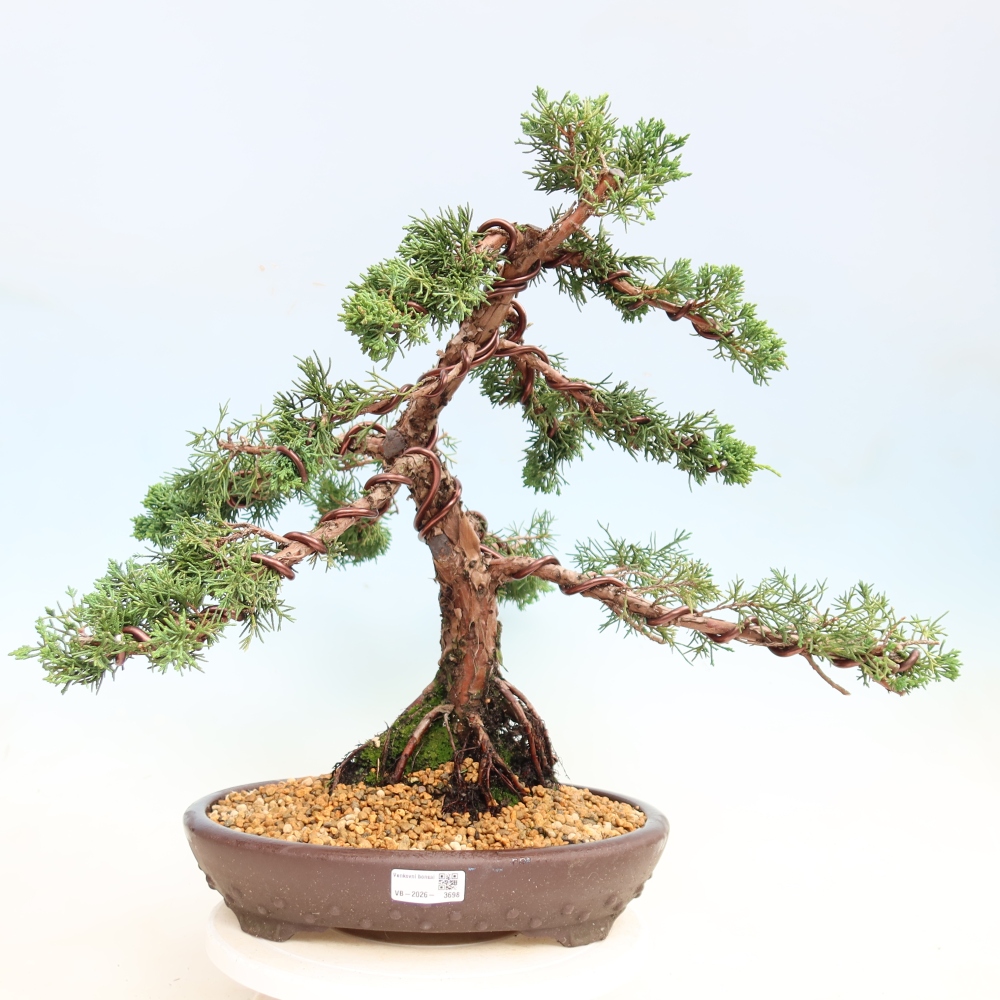 Kültéri bonsai - Juniperus chinensis Kishu