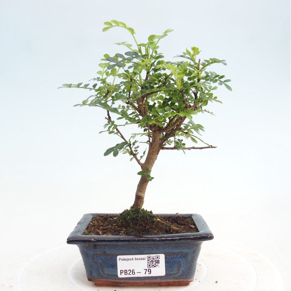 Szobai bonsai - Zantoxylum piperitum - borsfa