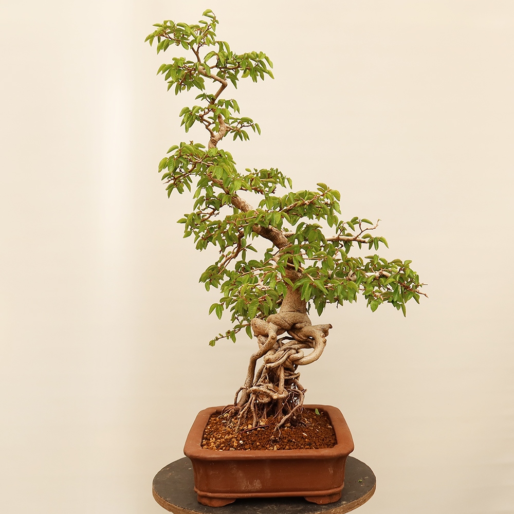 Kültéri bonsai -Carpinus Coreana - Koreai gyertyánfa