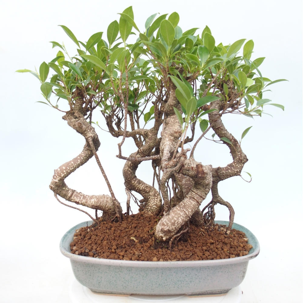 Szobai bonsai - Ficus kimmen - kislevelű fikusz