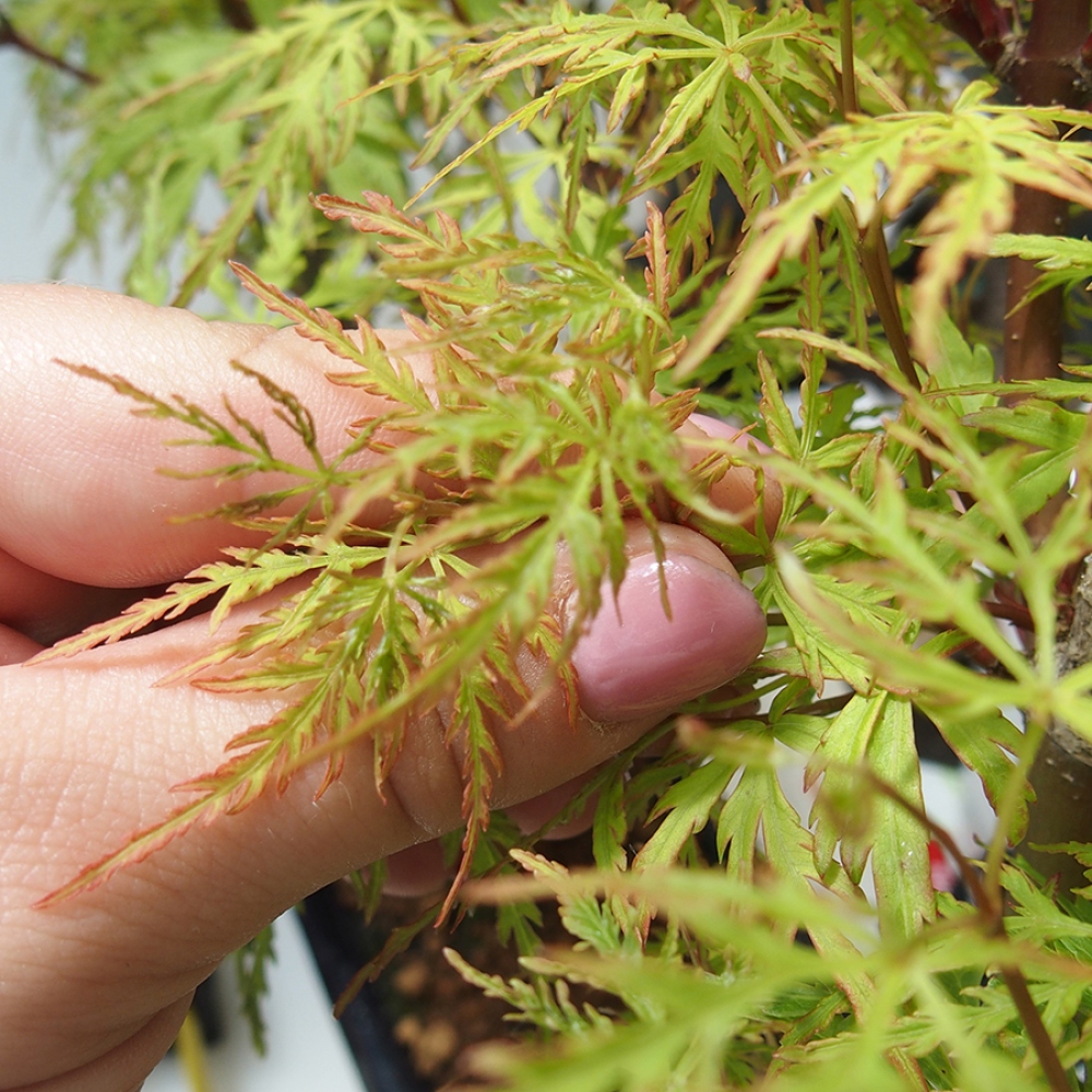 Kültéri bonsai - Acer palmatum Dissectum