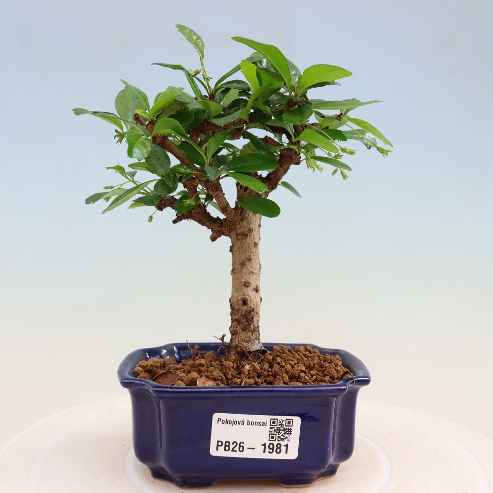 Szobai bonsai - Carmona macrophylla - Tea fuki