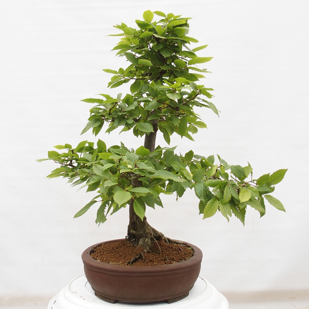 Kültéri bonsai - gyertyán - Carpinus betulus