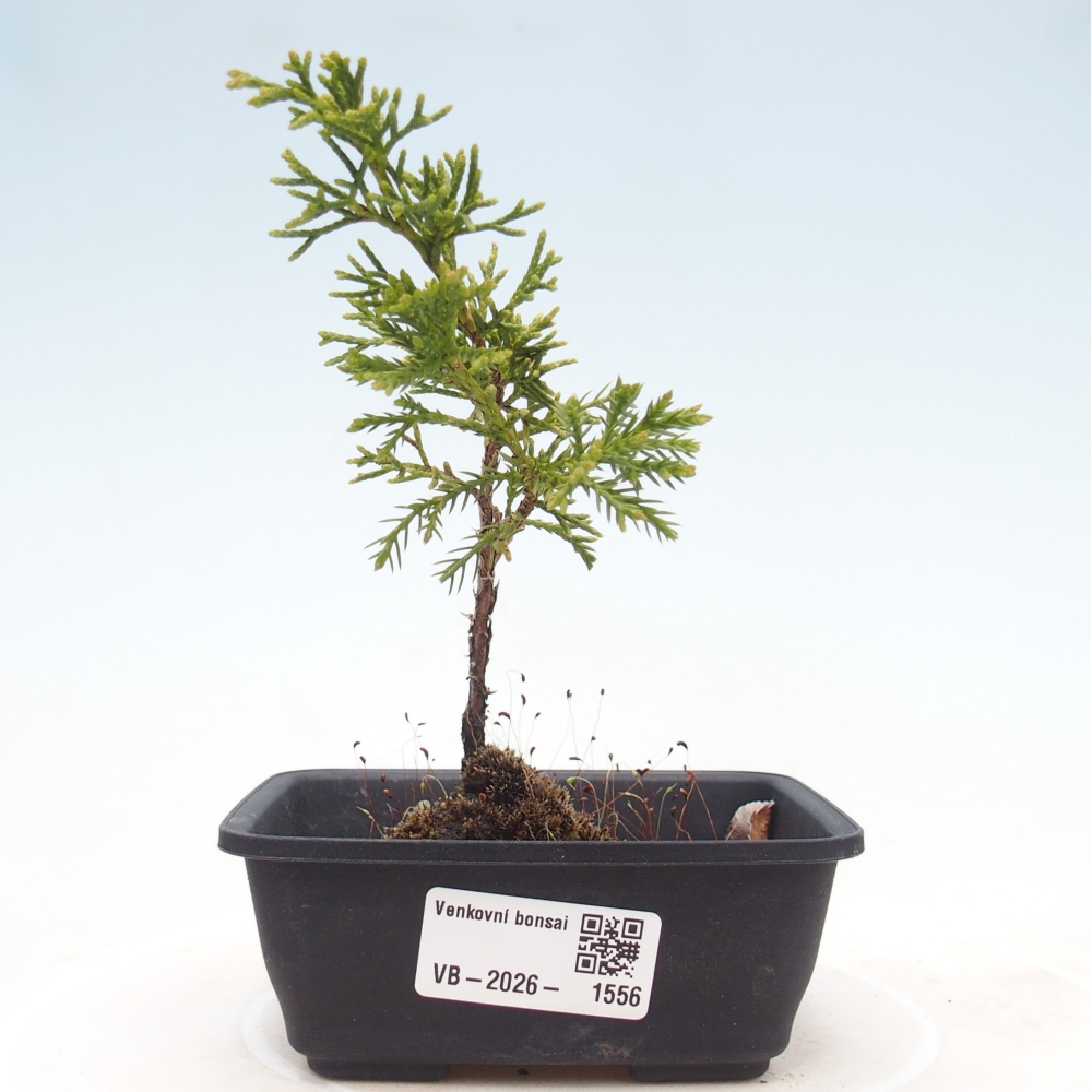 Kültéri bonsai - Juniperus chinensis Itoigawa