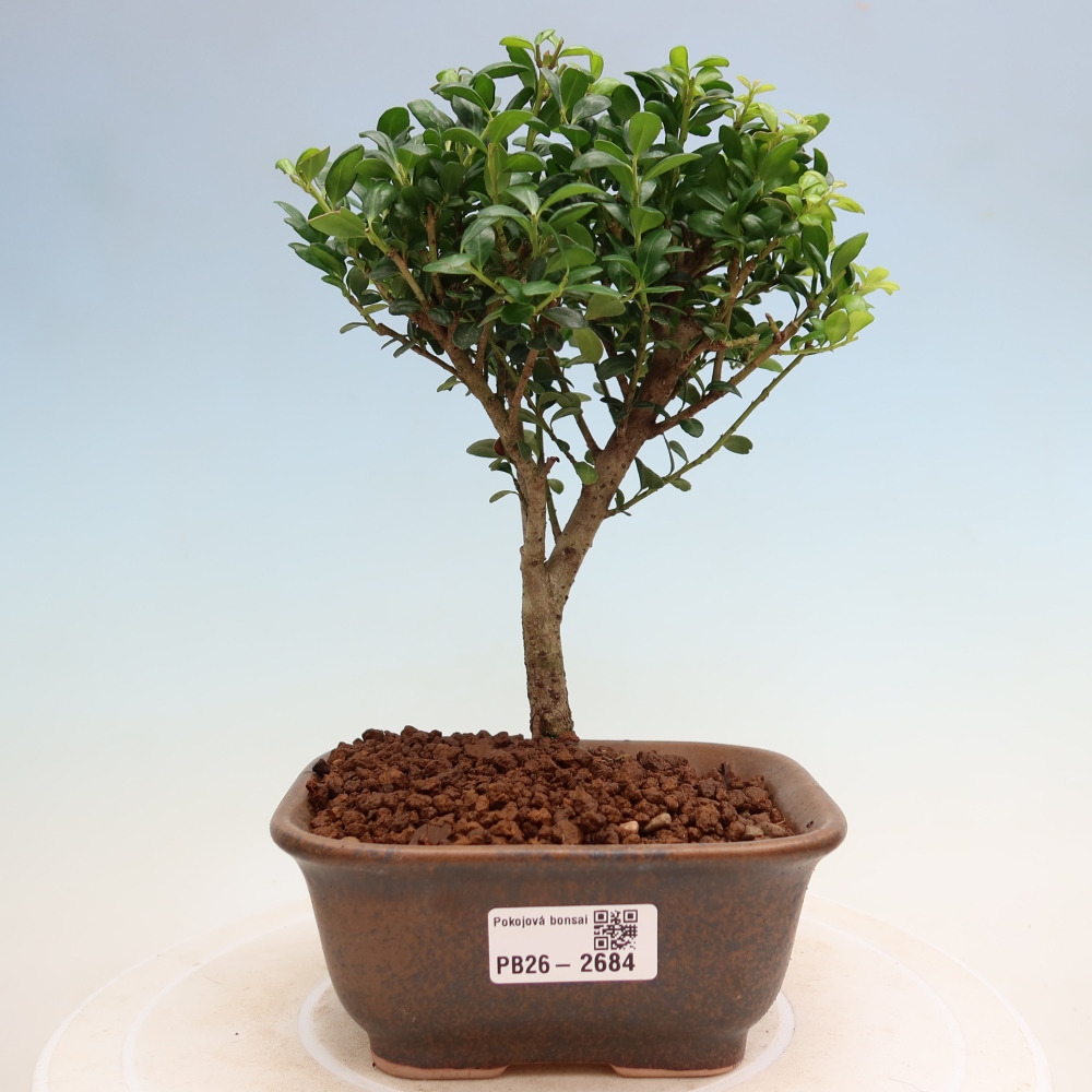 Szobai bonsai - Ilex crenata - Holly