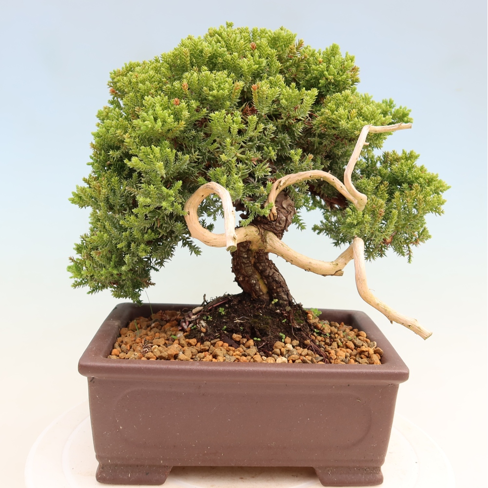 Kültéri bonsai - Juniperus procumbens - Juniperus procumbens