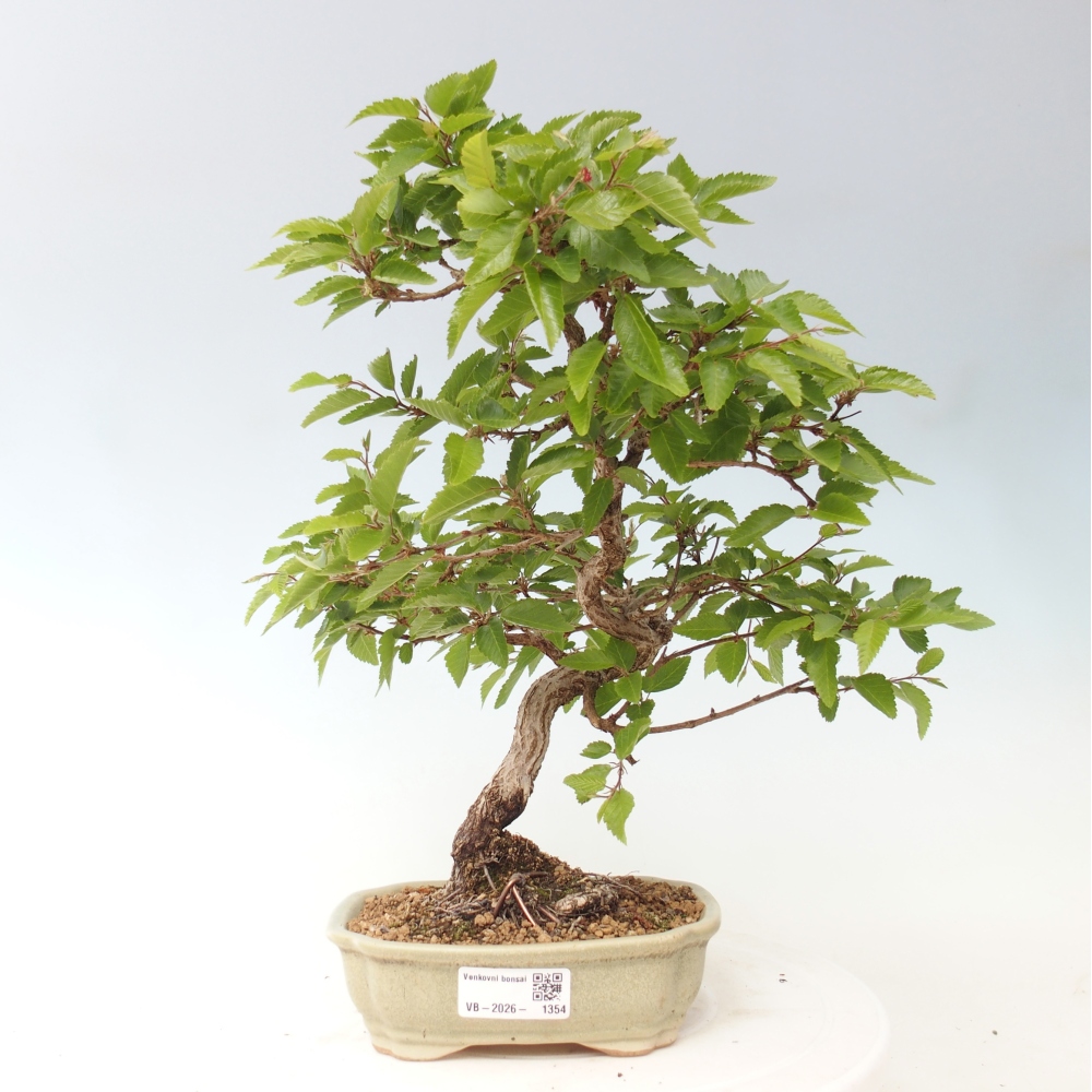 Kültéri bonsai -Carpinus CARPINOIDES - Koreai gyertyánfa