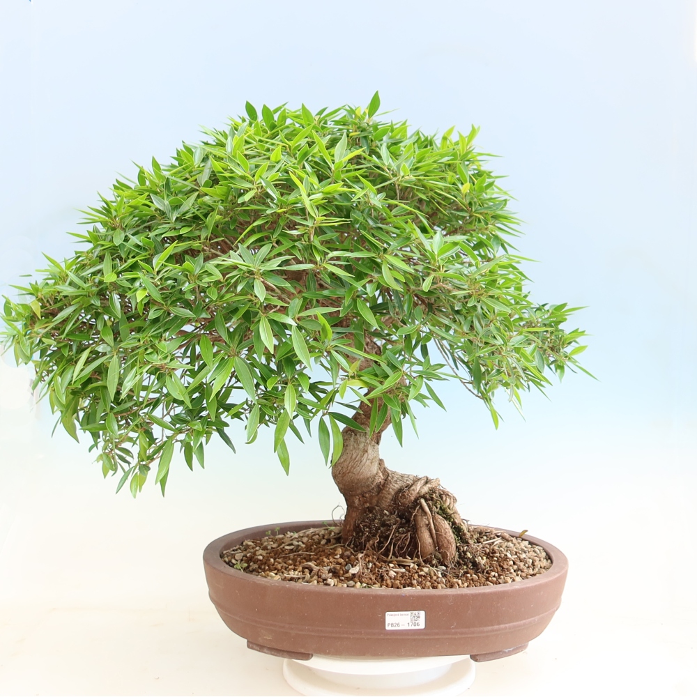 Szobai bonsai - Ficus nerifolia - kislevelű fikusz
