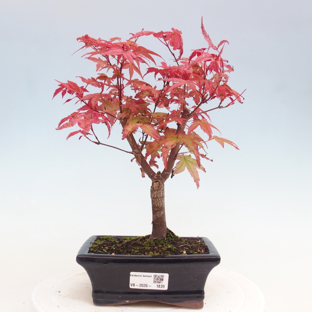 Kültéri bonsai - Acer palmatum DESHOJO