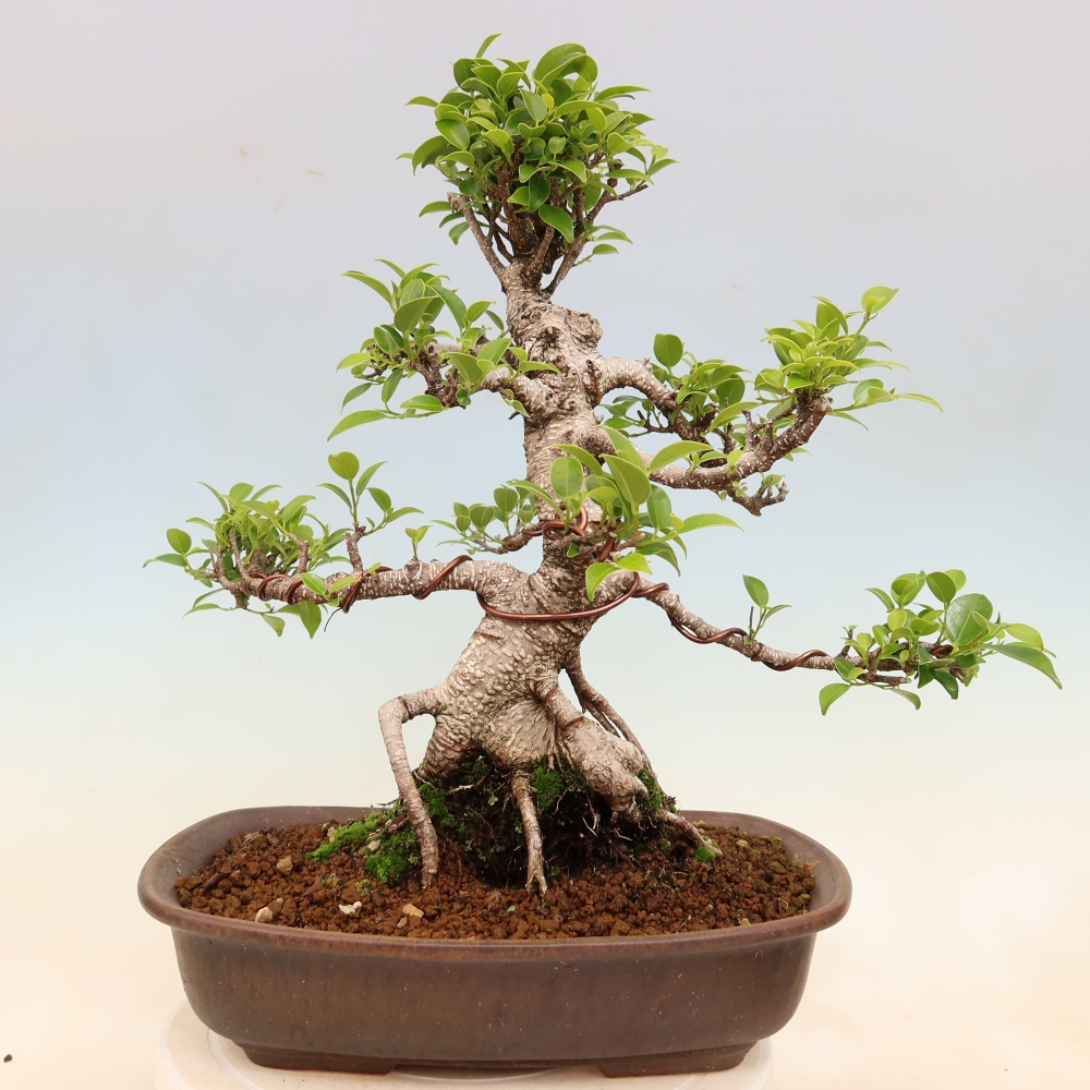 Szobai bonsai - Ficus kimmen - kislevelű fikusz