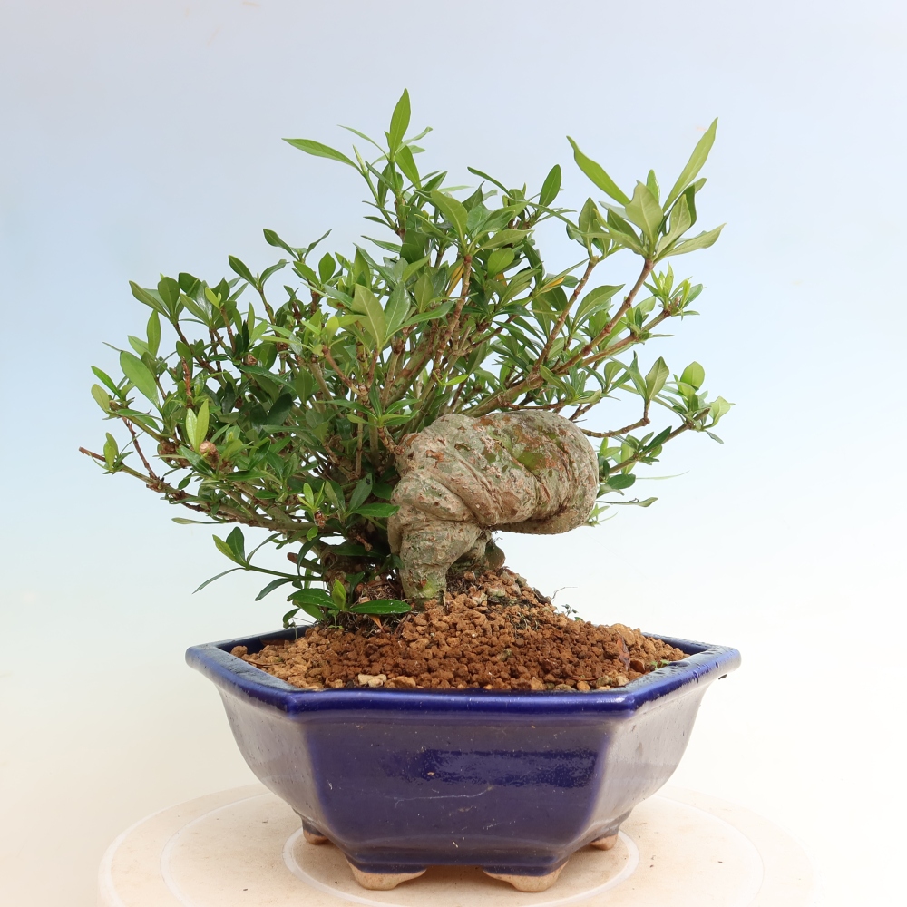 Szobai bonsai - Gardenia jasminoides-Gardenia