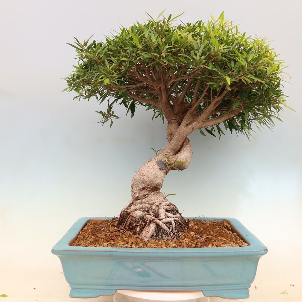 Szobai bonsai - Ficus nerifolia - kislevelű fikusz