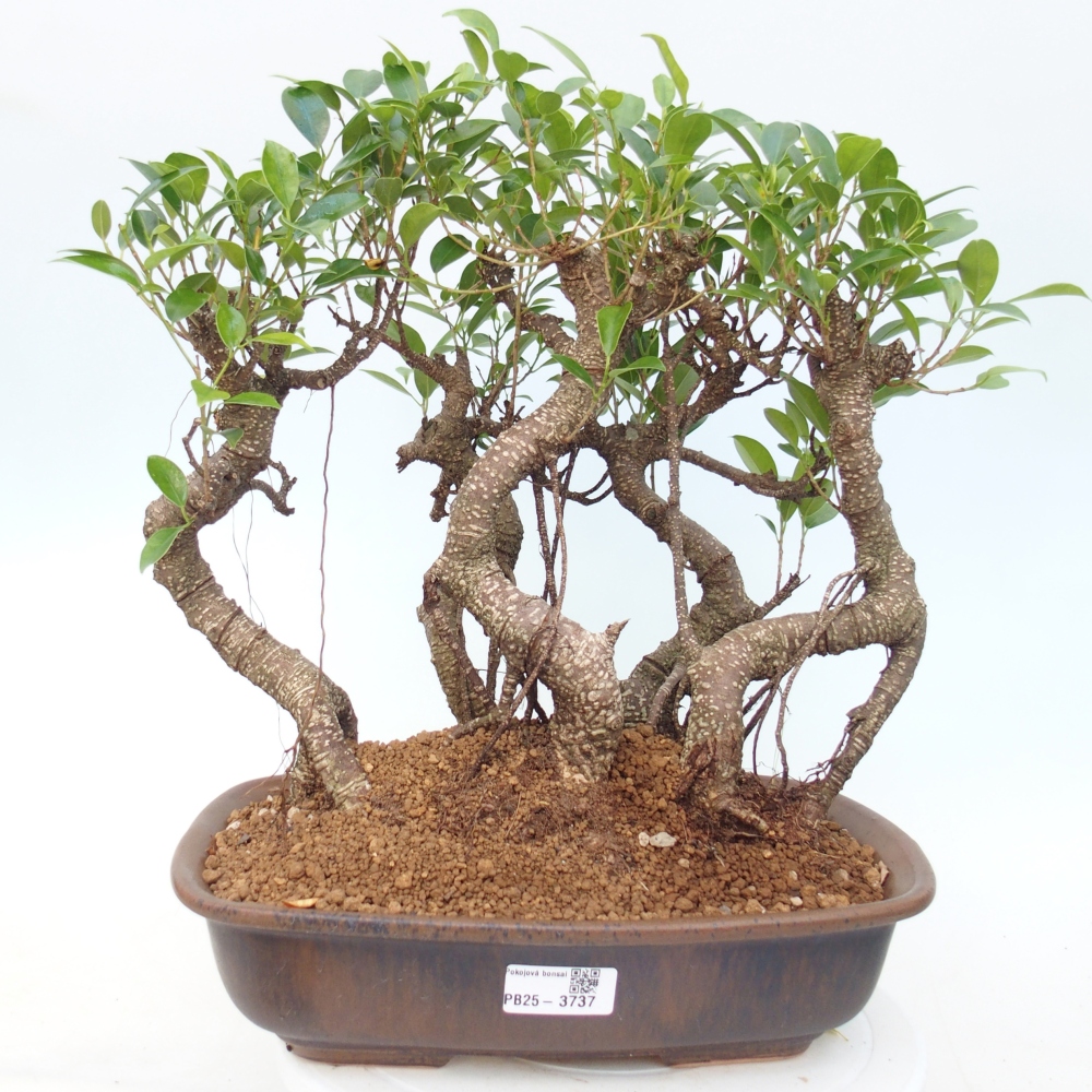 Szobai bonsai - Ficus kimmen - kislevelű fikusz